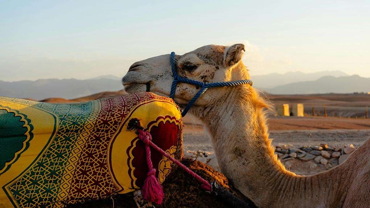 Camel Ride in the Sahara – Morocco camel trekking