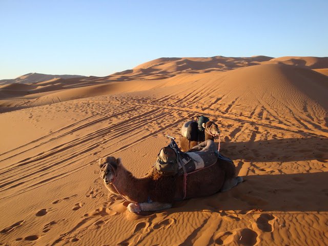 Camel Ride in the Sahara