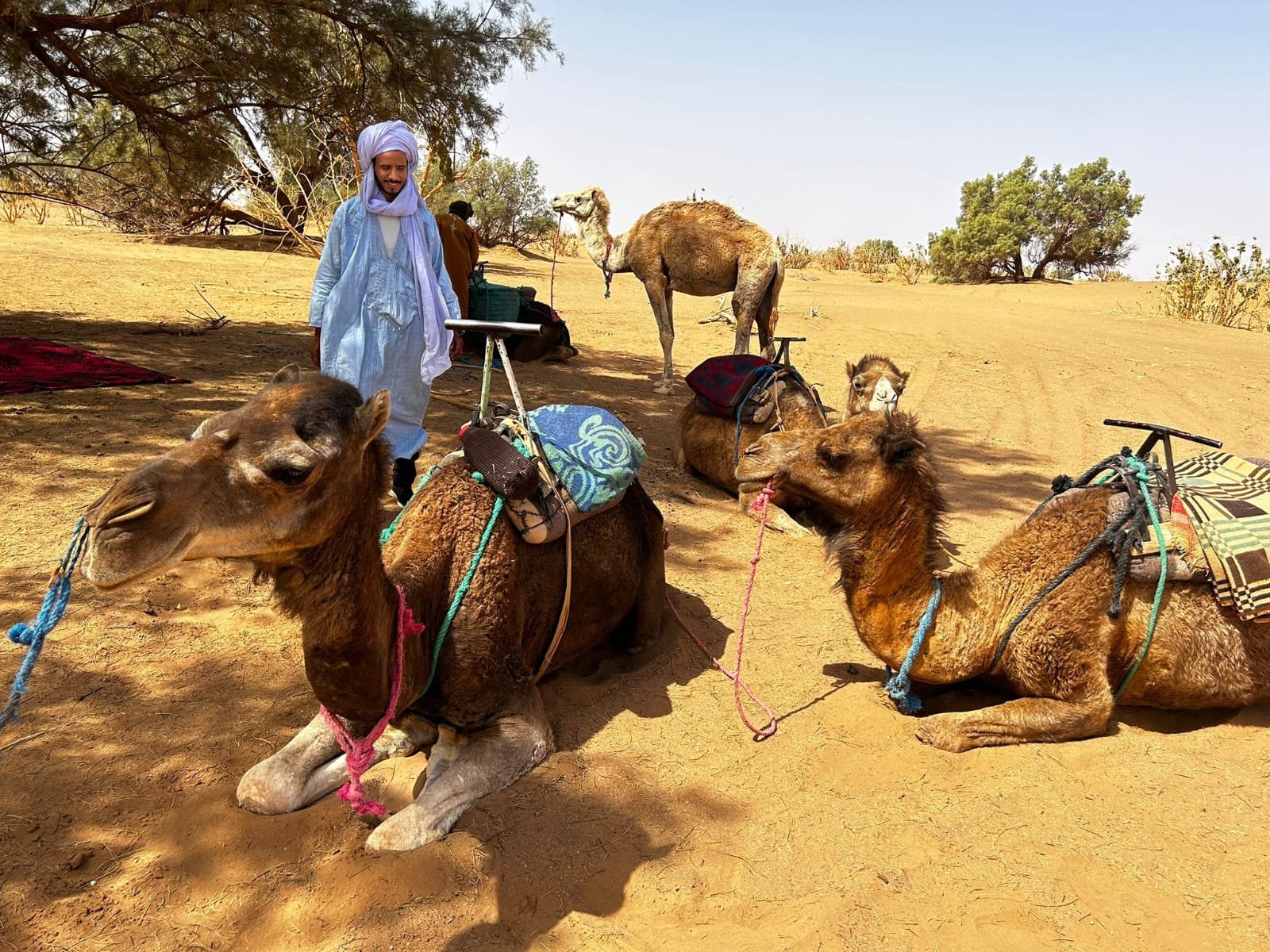 Camel caravan at sunset in the Moroccan desert