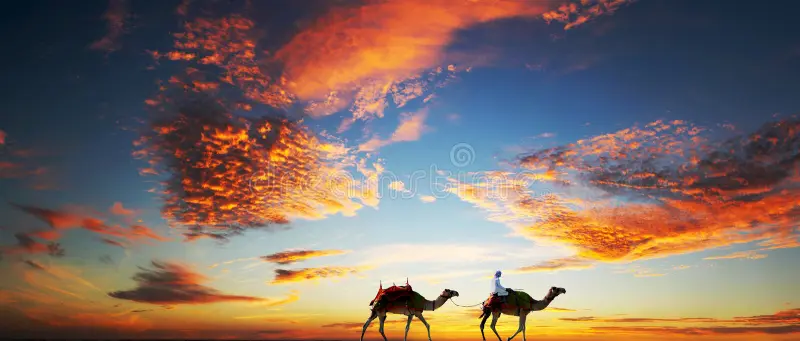 camels dubai beach under dramatic sky colorful 91957765
